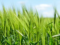 广东省江门市恩平市34亩其他耕地7年